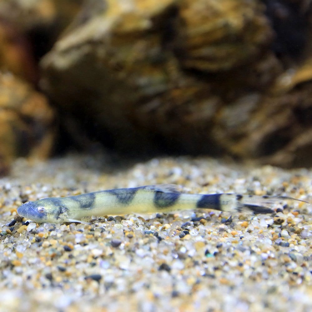 （熱帯魚）バンデッド・カンディル（１匹）　北海道・九州航空便要保温　ＣＲＣ13―46―00―00―00