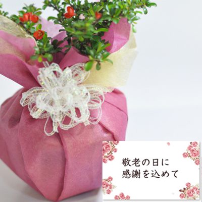 長寿梅 信楽祝い鉢 [受け皿付き]【長寿梅の盆栽 信楽祝い鉢 受け皿付き 送料無料 ギフト 盆栽 開店 お祝い 退職 ラッピング 母の日 父の日 敬老の日 誕生日】