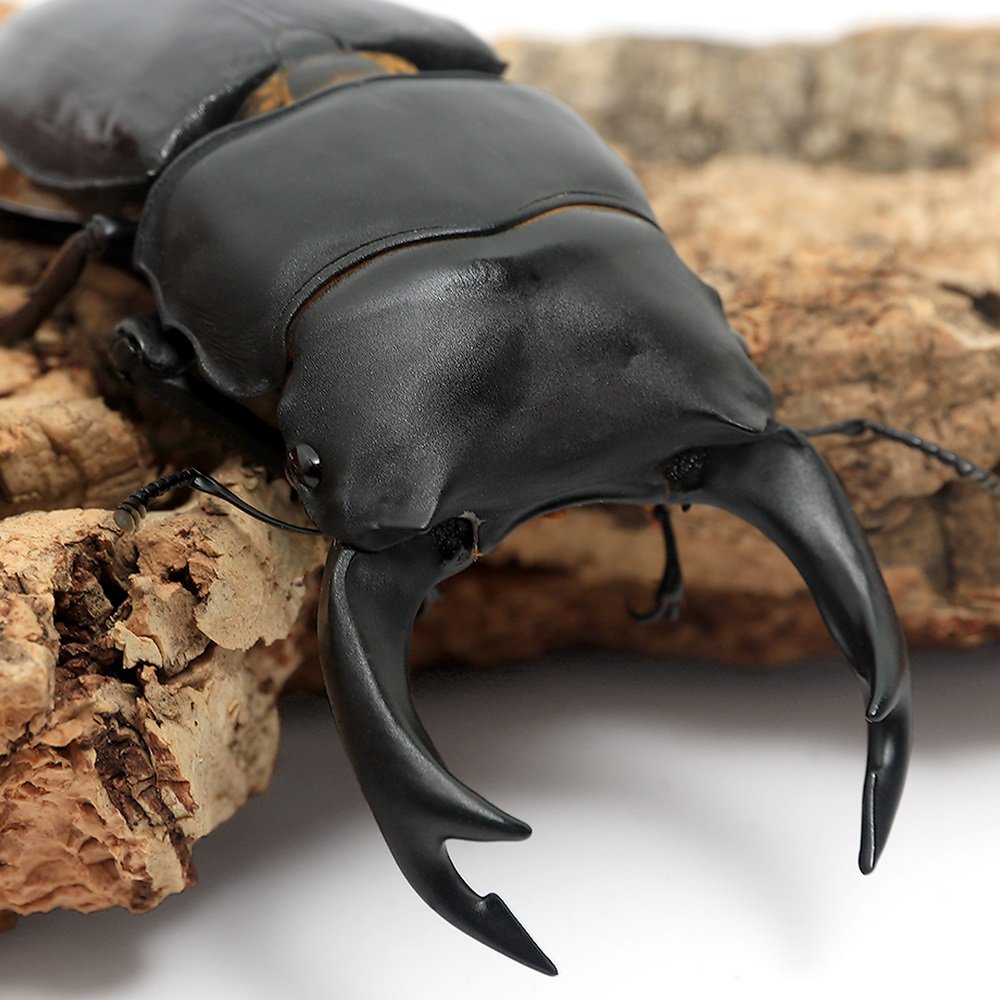 （昆虫）国産オオクワガタ　大阪府能勢町産　成虫　ＳＲ血統　オス７８ｍｍ　メス４８ｍｍ（１ペア）　北海道・九州航空便要保温　ＣＲＣ18―25―20―10―10