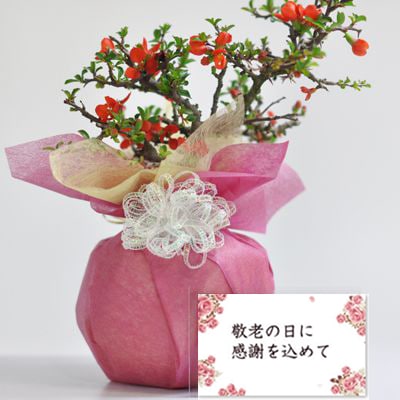 特選長寿梅 職人仕立ての盆栽 【 特選長寿梅 職人仕立ての盆栽 送料無料 ギフト 盆栽 開店 お祝い 退職 ラッピング 母の日 父の日 敬老の日 誕生日】