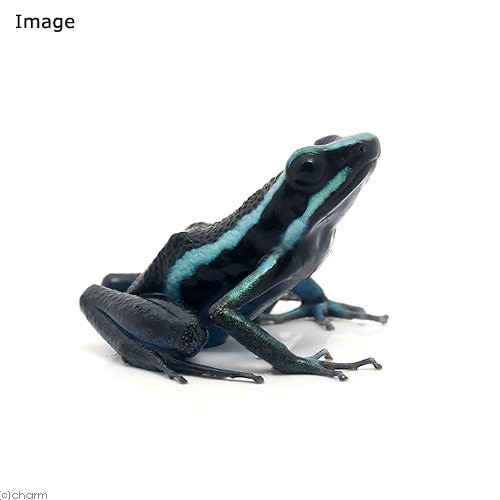 （両生類）バスレリーヤドクガエル　ブルーｂｌｕｅ（１匹）　ＣＲＣ17―05―35―20―00