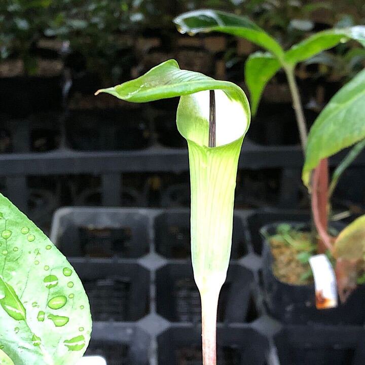 （山野草）テンナンショウ（天南星）Ａｒｉｓａｅｍａ　ｇｒａｐｓｏｓｐａｄｉｘ　３号（１ポット）常緑性多年草　ＣＲＣ15―35―45―00―00