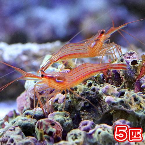 （海水魚）エビ　ペパーミントシュリンプ（ブリード）（５匹）カーリー対策　ＣＲＣ26―40―10―10―00