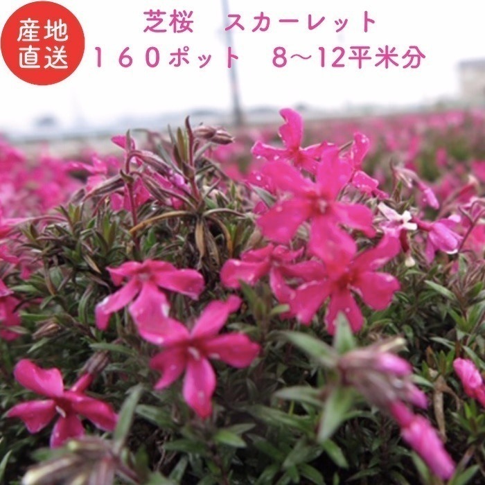 芝桜 スカーレットフレーム 赤色種 ９cmポット苗 １６０株 シバザクラ グランドカバー 21,293円