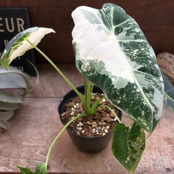 グリーンベルベット　バリエガータ 3.5号 アロカシア 斑入り
