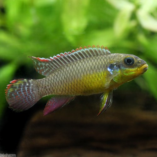 （熱帯魚）ペルヴィカクロミス・タエニアータス　ローベ（１ペア）　北海道・九州航空便要保温　ＣＲＣ13―28―34―00―00