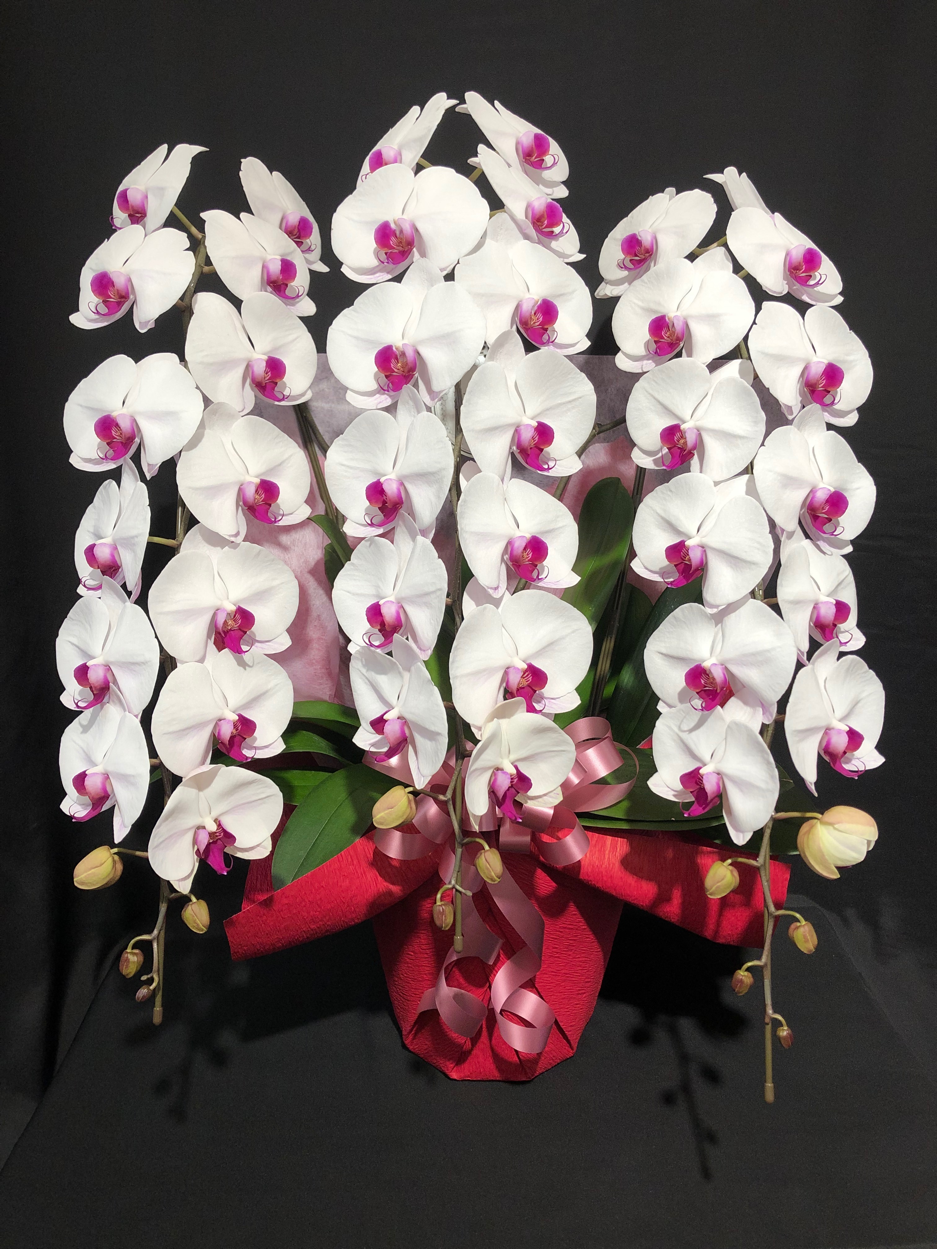 商品ID 5497 胡蝶蘭　赤リップ　３本立ち　生花