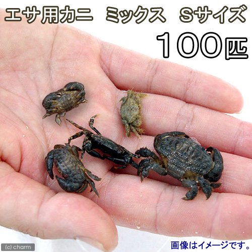 （海水魚）死着保証なし　カニ　生餌　エサ用カニ　ミックス　Ｓサイズ（１００匹）　活餌　北海道・九州航空便要保温　ＣＲＣ26―40―20―10―00