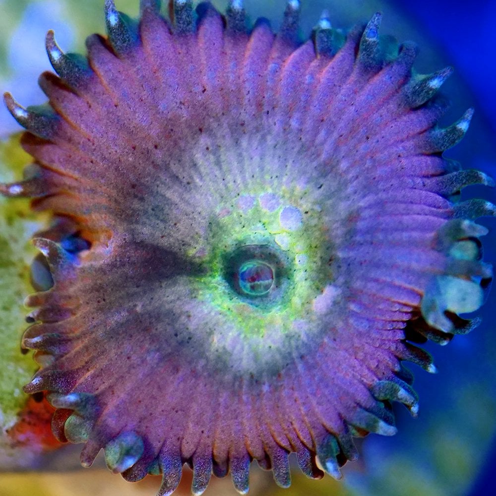 （サンゴ）マメスナギンチャク　ビューティーアンドビースト　プラグ付き（１個）　北海道・九州航空便要保温　ＣＲＣ26―50―50―70―00