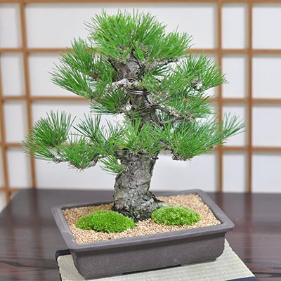 盆栽 黒松 威風堂々 高級 ブランド 本場四国 職人仕立て【 高松盆栽 中品 サイズ 父の日 プレゼント 黒松 極　迫力 ギフト 開店祝い 退職 定年 男性 ラッピング 母の日 父の日 敬老の日 誕