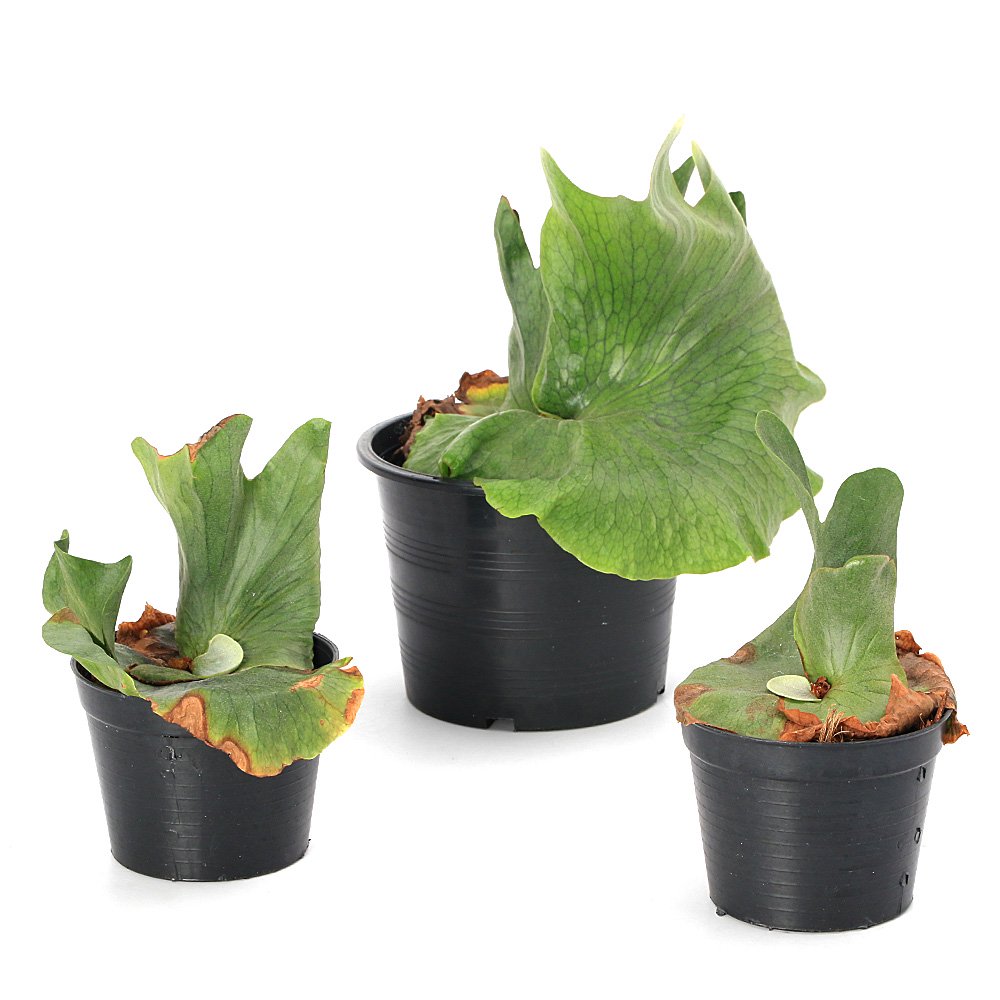 （観葉植物）コウモリラン　ビカクシダ　ワンダエ　３ー４号（１鉢）　ＣＲＣ15―30―20―02―00