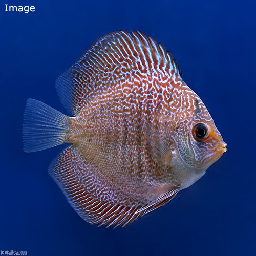 (熱帯魚)レオパードスネークスキン・ディスカス(Sサイズ)(1匹) 北海道・九州航空便要保温 CRC13―31―10―00―00