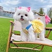 春夏新作 薄手キャミソールスカートカボチャスカート 犬服 犬の服 通気性 ペットの服 ペット用品