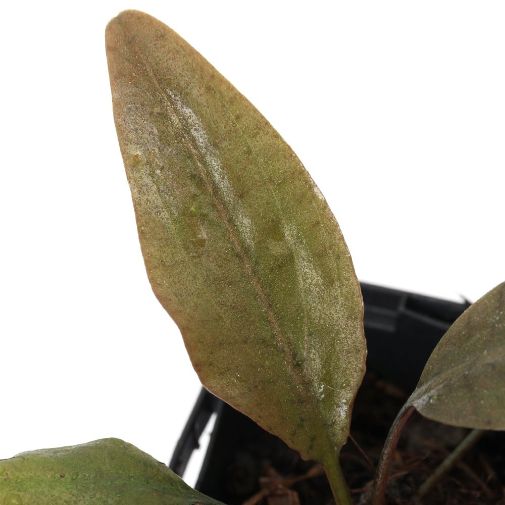 （水草）クリプトコリネｓｐ．ミャンマー産（水上葉）（１ポット）　ＣＲＣ12―72―40―00―00