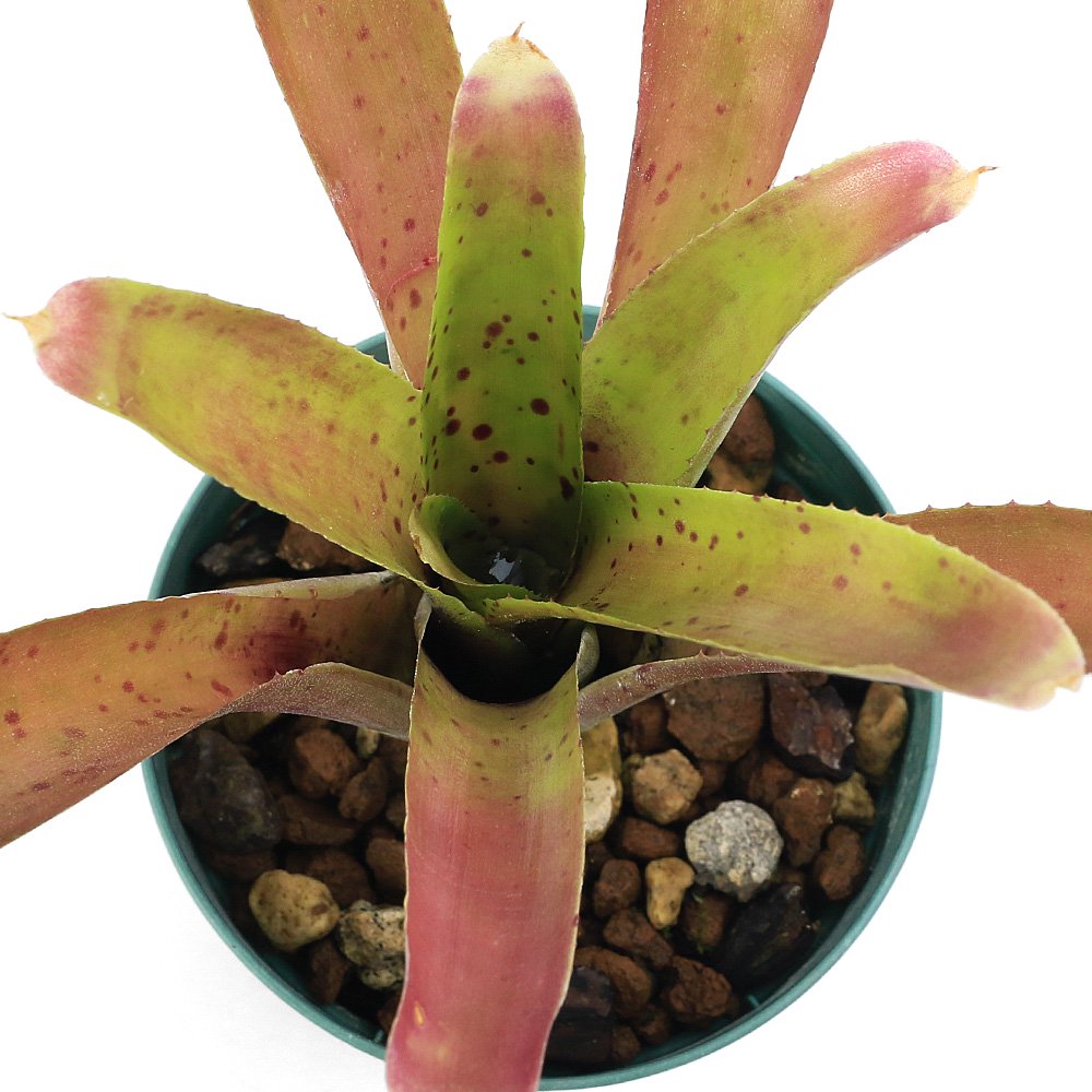 （観葉植物）ネオレゲリア　’アングスティフォリアXパウシフローラ’（１鉢）タンクブロメリア　ＣＲＣ15―30―20―22―00