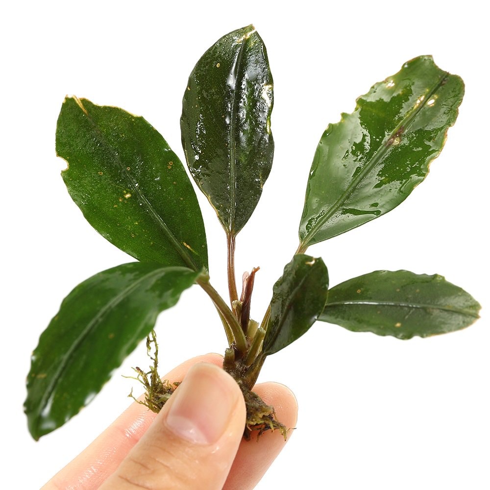 （水草）ブセファランドラｓｐ．ヒュペリオングリーン（水上葉）（１株）　ＣＲＣ12―71―30―00―00