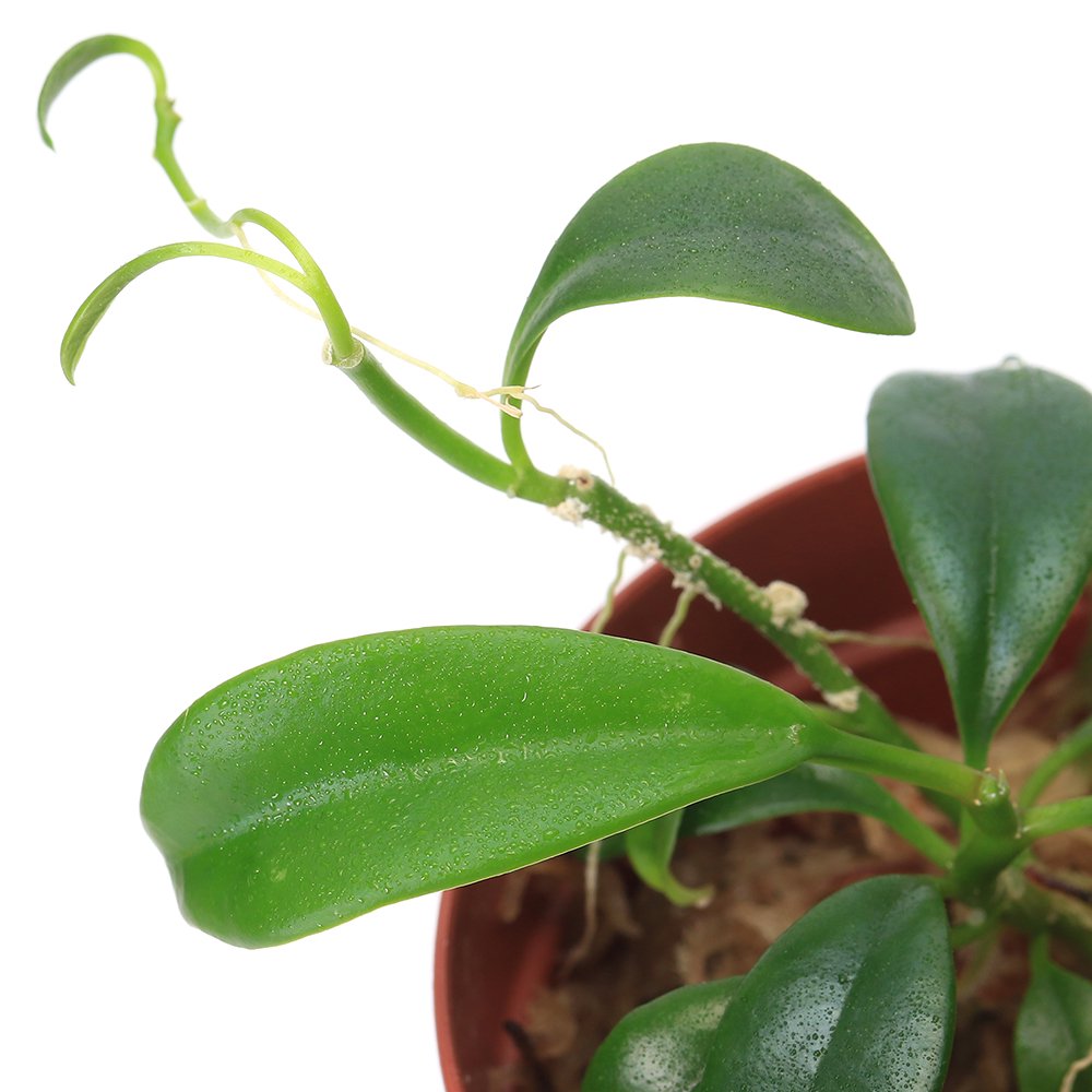 （テラリウム）ホヤ　ドリコスパルテ（無農薬）（１ポット）　北海道・九州航空便要保温　ＣＲＣ12―88―01―00―00