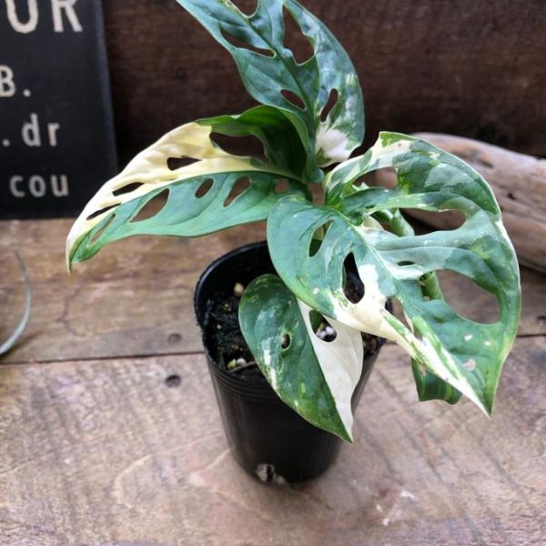 斑入りマドカズラ　希少　観葉植物Monstera Adansonii Variegata