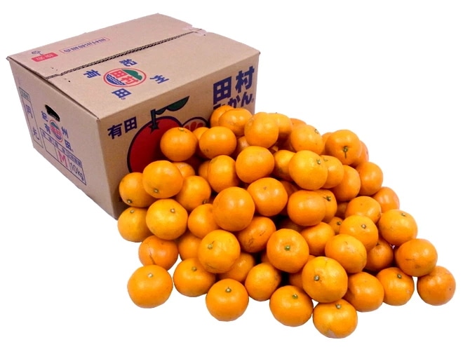 和歌山有田産 =田村みかん= 訳あり S-Lサイズ 約10kg 予約 11月末以降
