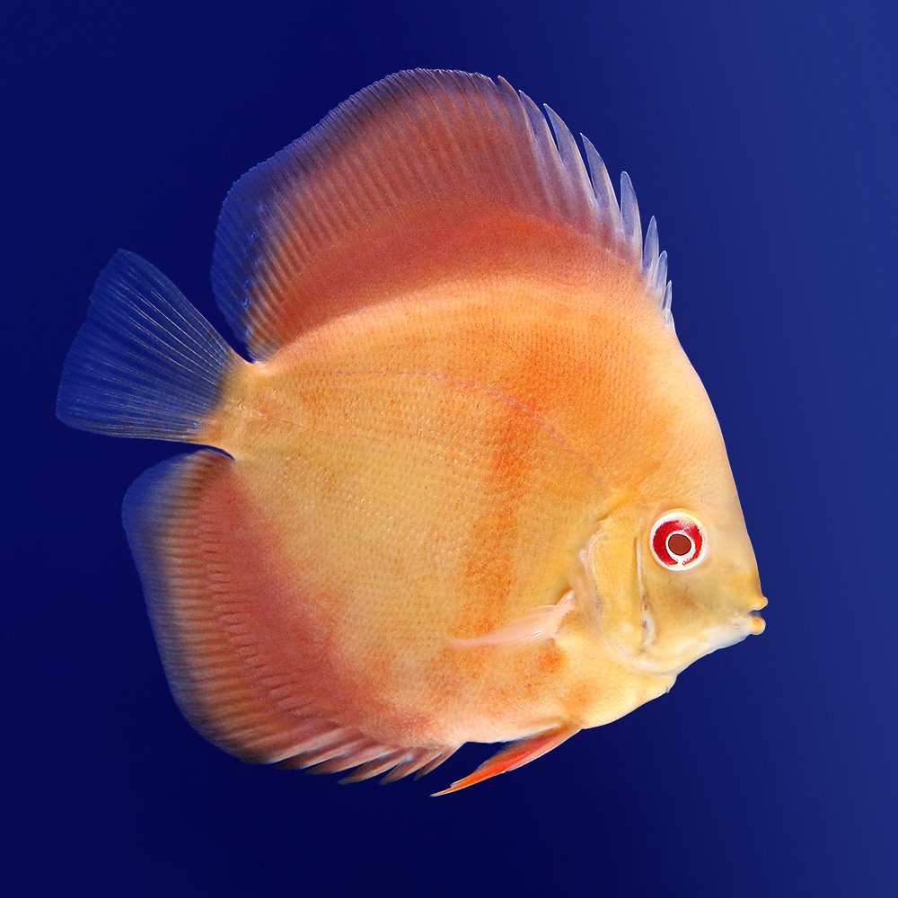 （熱帯魚）アルビノサンメラー・ディスカス（Ｍサイズ）（１匹）　北海道・九州航空便要保温　ＣＲＣ13―31―10―00―00