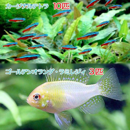 （熱帯魚）カージナルテトラ（ワイルド）（１０匹）＋ゴールデンオランダ・ラミレジィ（国産ブリード）（３匹）　北海道航空便要保温　ＣＲＣ13―20―10―05―00