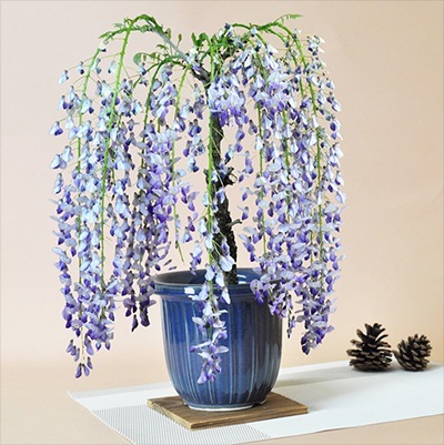 藤 盆栽 1才藤 盆栽 フジ 紫花 鉢植え ギフト 盆栽 開店 お祝い 退職 ラッピング 母の日 父の日 敬老の日 誕生日