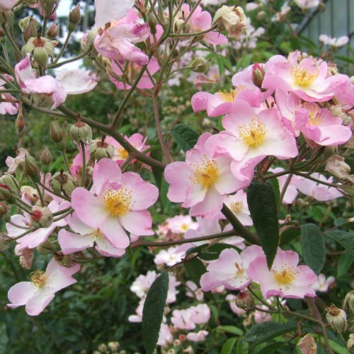 バラ苗 2年大株 4号 ピンクマジック Climbing Roses L0038 自家用 花無し株