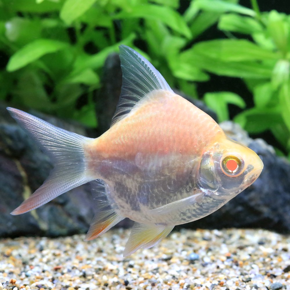 （熱帯魚）ショートボディアルビノレッドフィン・バルブ（１匹）　北海道・九州航空便要保温　ＣＲＣ13―24―37―00―00