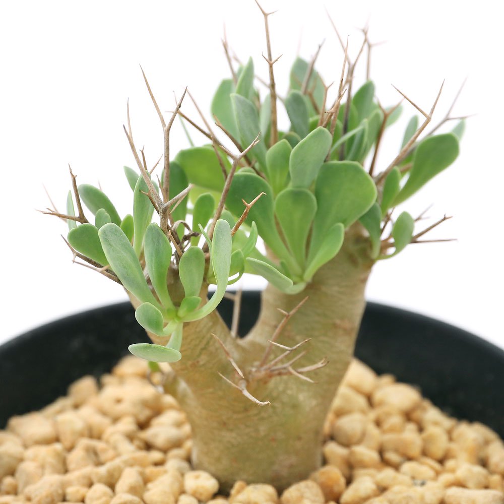 （多肉植物）オトンナ　ユーフォルビオイデス　３号（１鉢）　落葉中　ＣＲＣ15―60―95―00―00