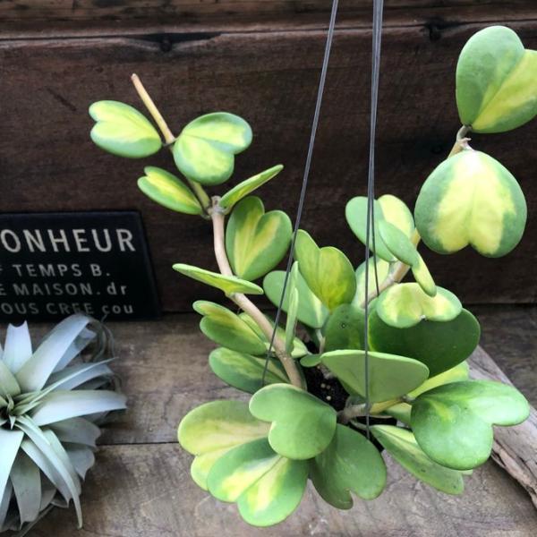 吊り下げ 希少な中斑 斑入りハートホヤ ラブラブハート 多肉植物 インテリア ガーデニング