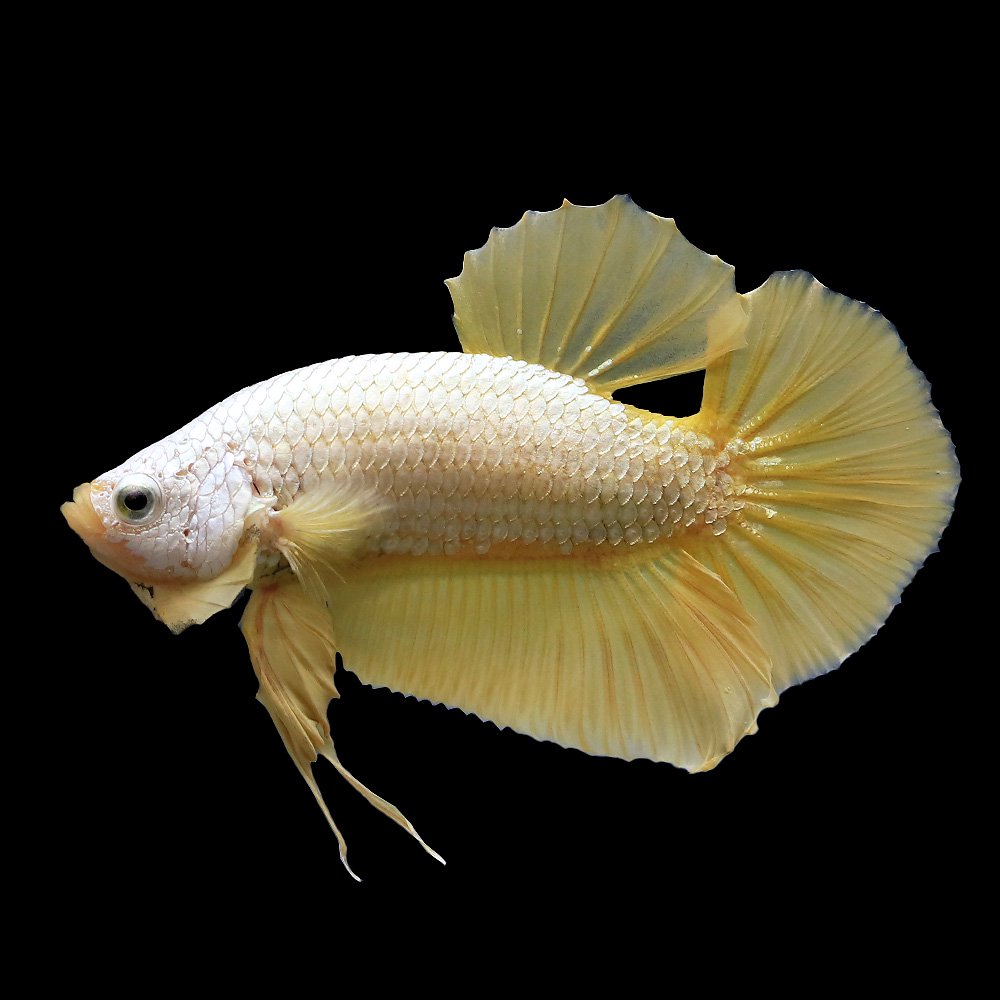 （熱帯魚）ベタ・ハーフムーンプラカット　イエロードラゴン（１ペア）　北海道・九州航空便要保温　ＣＲＣ13―32―05―50―00