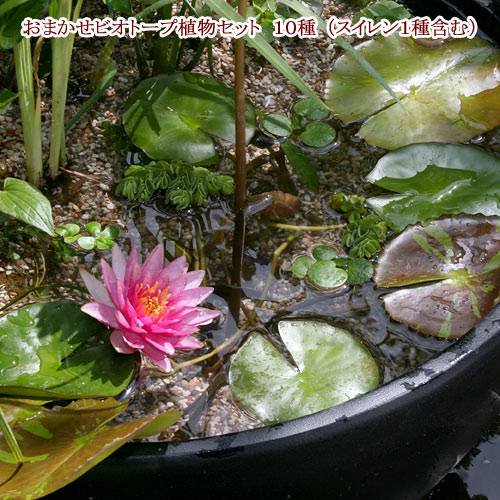 （ビオトープ）（水草）おまかせビオトープ植物セット　１０種（睡蓮（スイレン）１種含む）本州・四国限定　ＣＲＣ15―10―10―10―00