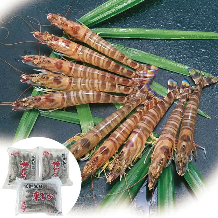 熊本 沖縄 活鮮凍結 活き〆冷凍車海老 A 車海老3パック (1パックに5尾 計約100g入) 離島は配送不可 7070001 お歳暮 お中元 お土産 ご進物 ギフト 贈り物に最適