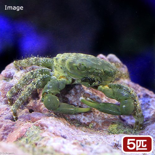 （海水魚）カニ　エメラルドグリーンクラブ（５匹）　北海道・九州航空便要保温　ＣＲＣ26―40―20―10―00