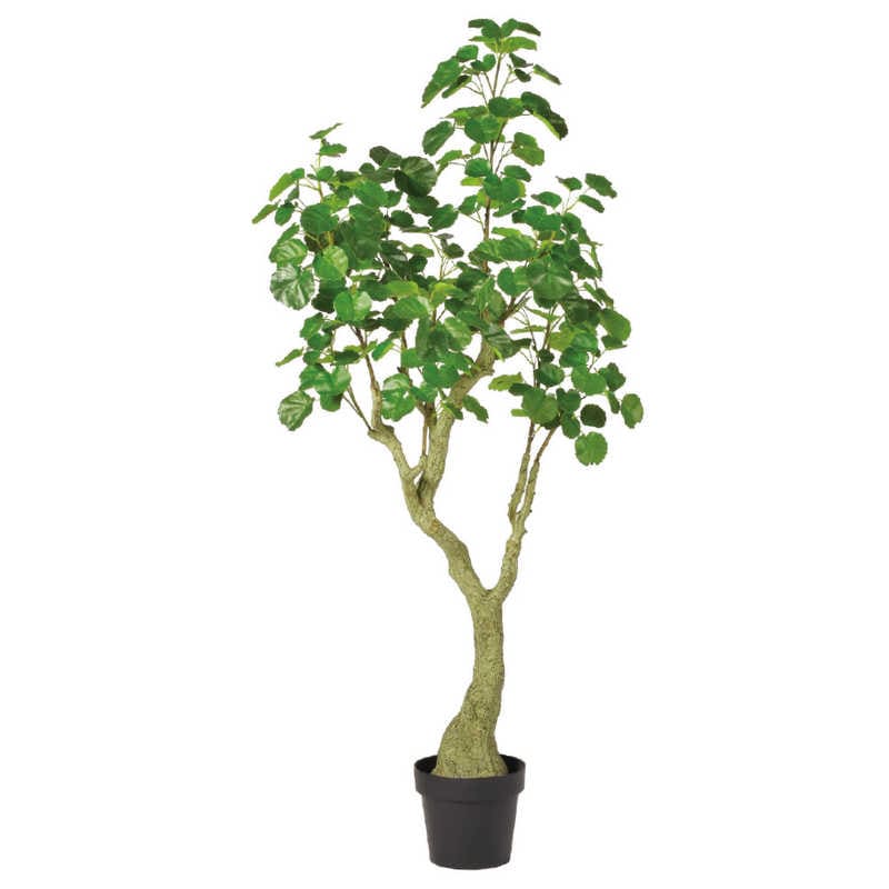 アスカ商会　フェイクグリーン シールドアラリア グリーン　A-51057-051A