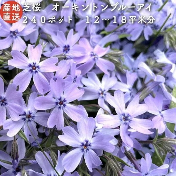 高品質 芝桜 オーキントンブルーアイ 青色種 ９cmポット苗 ２４０株 シバザ