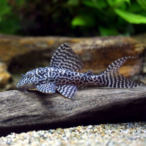 （熱帯魚）キングタイガー・ペコルティア　Ｍサイズ（ブリード）（１匹）　北海道航空便要保温　ＣＲＣ13―44―20―00―00