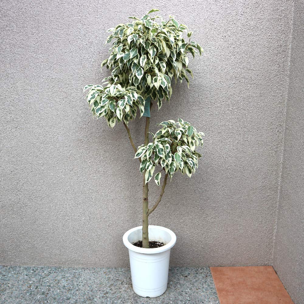 フィカス ベンジャミン スターライトビューティークイーン 7号プラスチック鉢 観葉植物大型【品種で選べる観葉植物リビングやオフィス向きサイズ/1個売り】学名：Ficus benjamina/クワ科/
