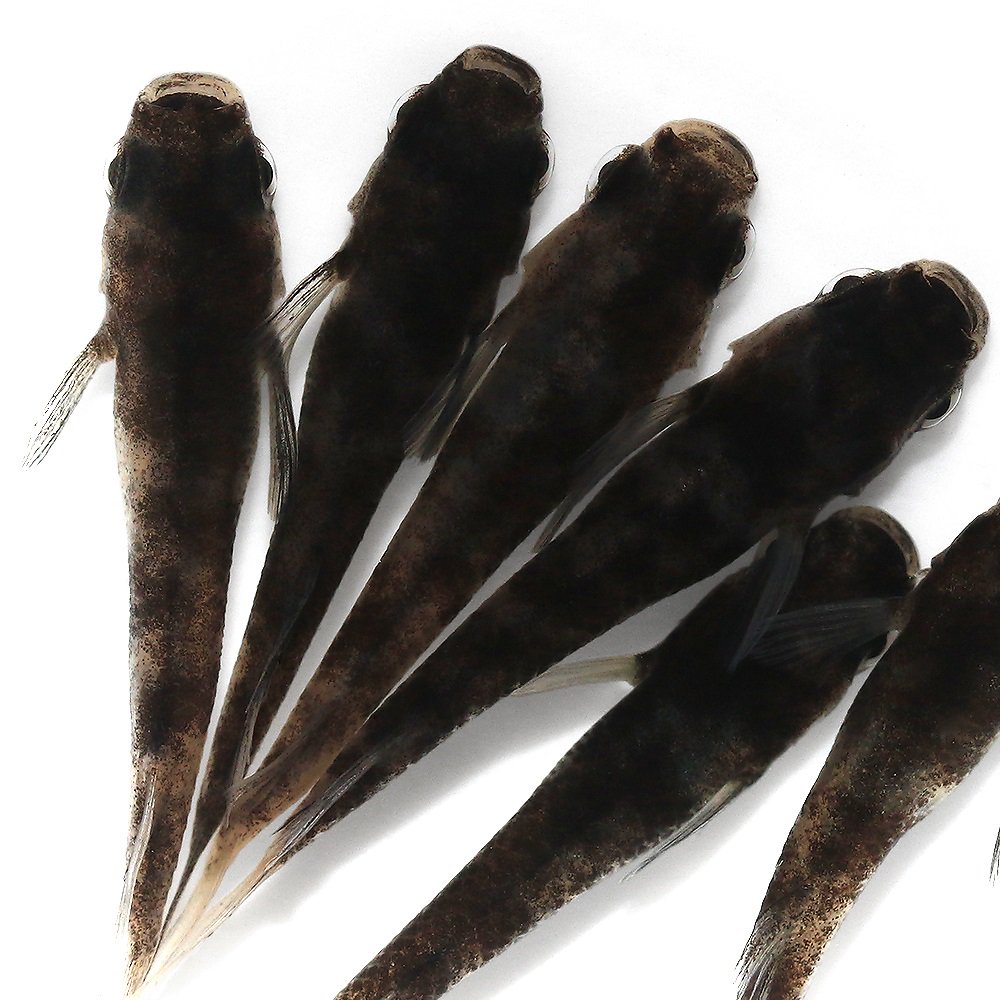 （めだか）和墨メダカ　メダカ屋サバンナブリード（１０匹）　ＣＲＣ60―20―22―70―30