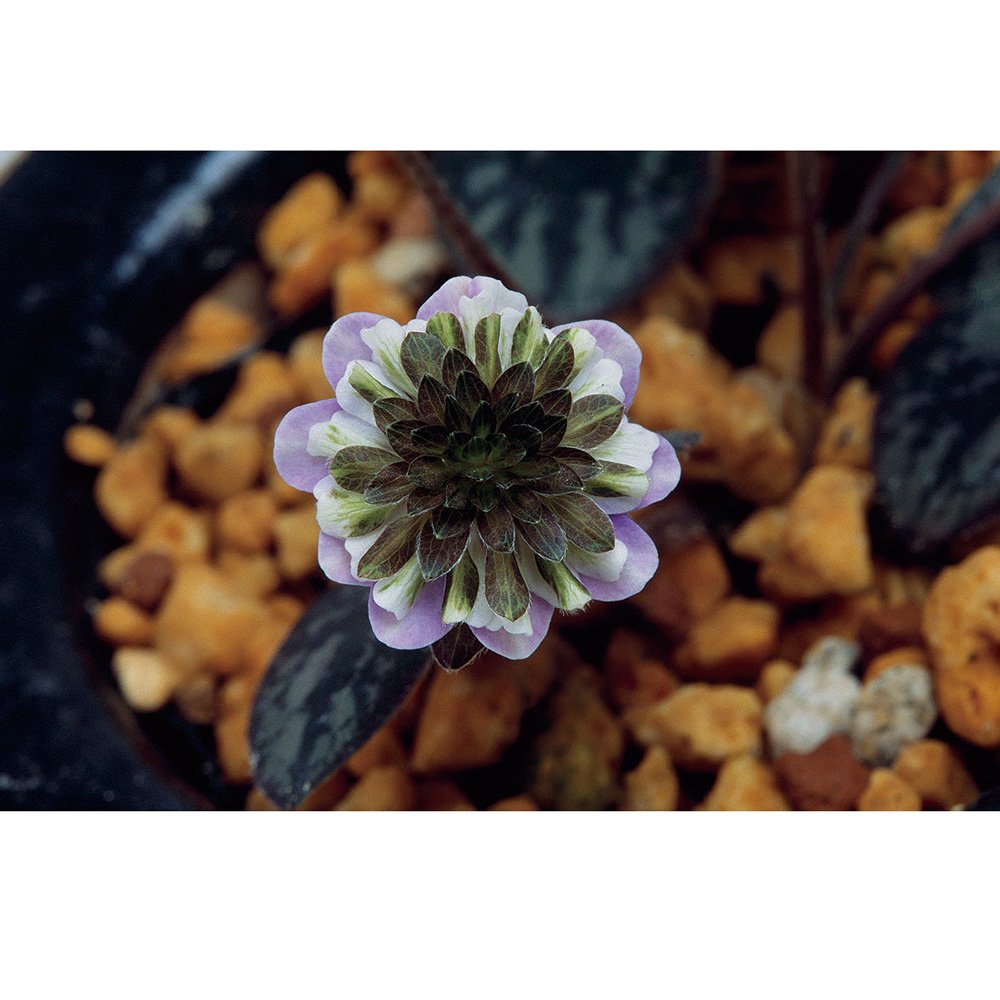 （山野草）ユキワリソウ（雪割草）　松月（ショウゲツ）　三段咲き　３号（１ポット）　花芽付き　ＣＲＣ15―35―12―00―00