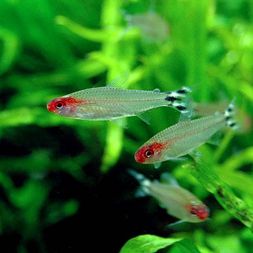 （熱帯魚）ラミーノーズ・テトラ　マナウス（ワイルド）（１０匹）　北海道・九州航空便要保温　ＣＲＣ13―20―10―10―00