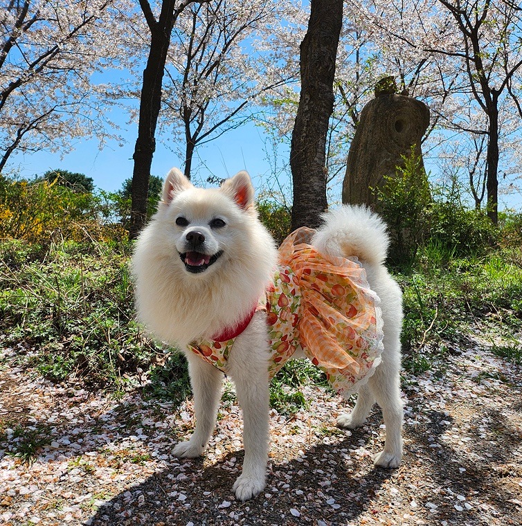 M,L,XL,1XL,2XL,3XL イチゴワンピース