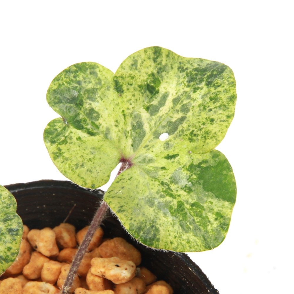 （山野草）ユキワリソウ（雪割草）春景色（ハルゲシキ）葉芸品　３号（１ポット）　ＣＲＣ15―35―12―00―00