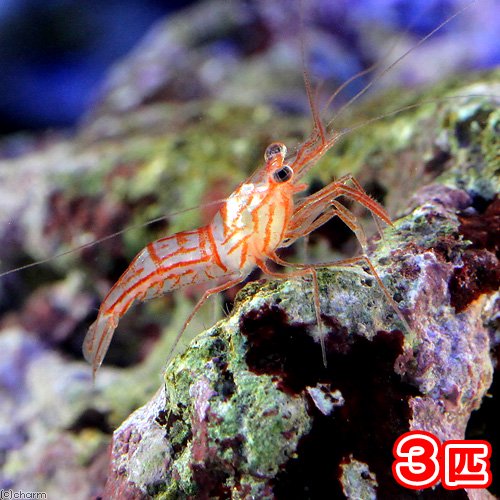 （海水魚）エビ　アカシマモエビ（ブリード）（３匹）　カーリー対策　北海道航空便要保温　ＣＲＣ26―40―10―10―00