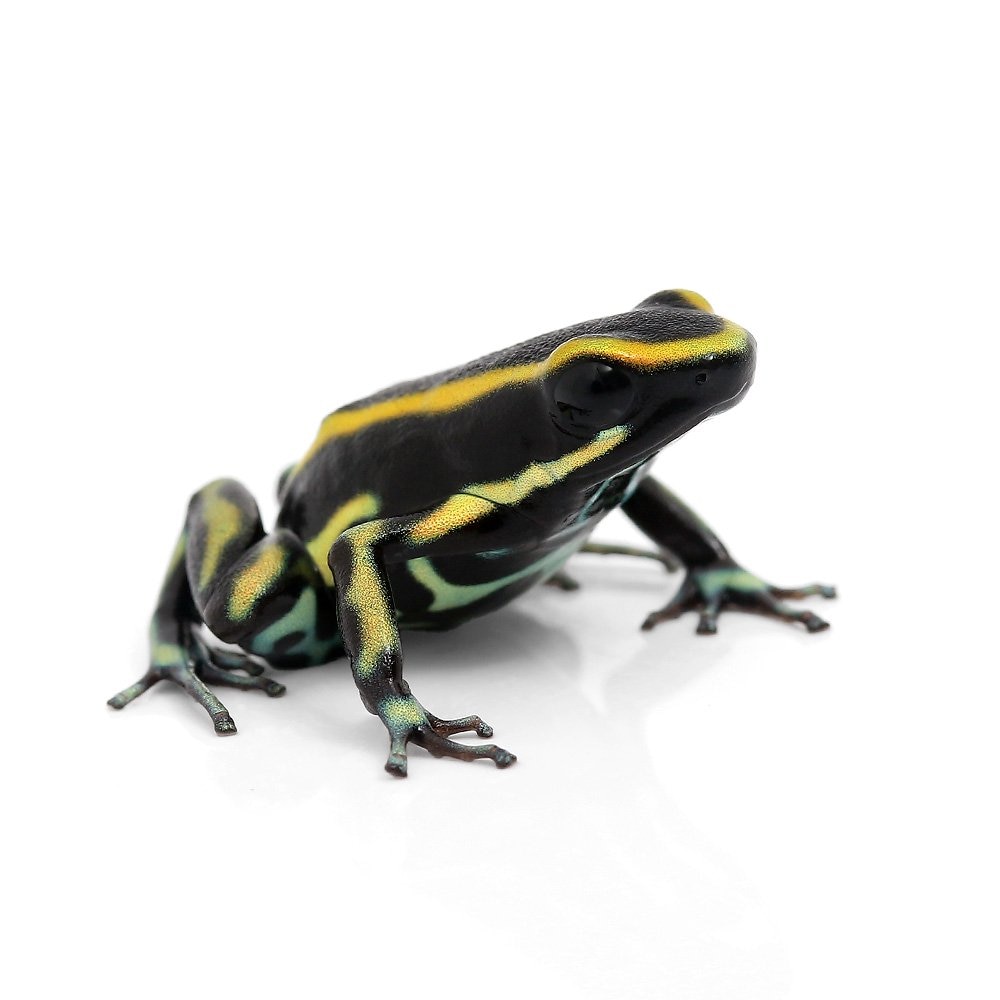 （両生類）リンカクヤドクガエル（キスジヤドクガエル）ｙｅｌｌｏｗ　ｓｔｒｉｐｅ（１匹）　北海道・九州航空便要保温　ＣＲＣ17―05―35―20―00