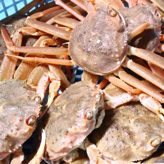 オオズワイガニ メス 活 訳あり 北海道産 8kg（約25から50尾入） 身入り7分前後 10,164円
