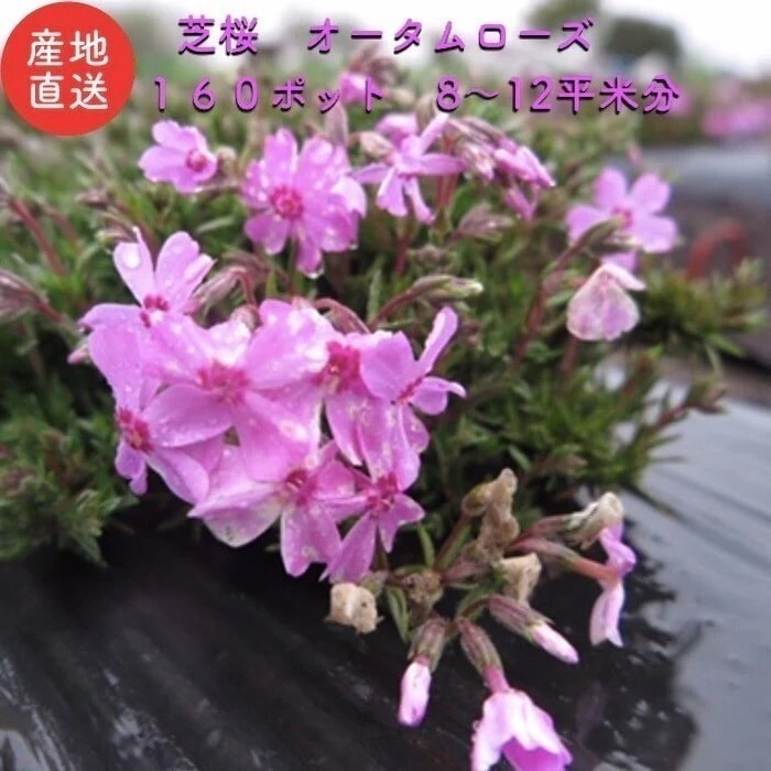 芝桜 オータムローズ ピンク色種（桃色） ９cmポット苗 １６０株 シバザクラ　グランドカバー