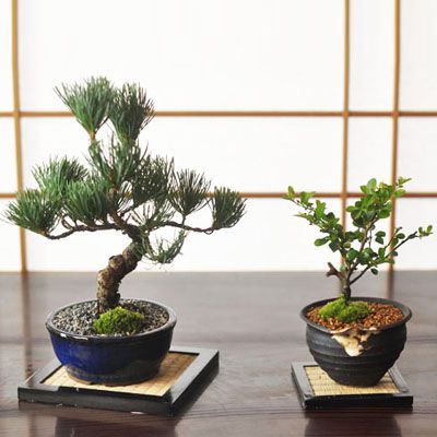 【敬老の日プレゼント】二人仲良くいつまでも 夫婦盆栽 松と梅【16日以降順次発送】 【送料無料】