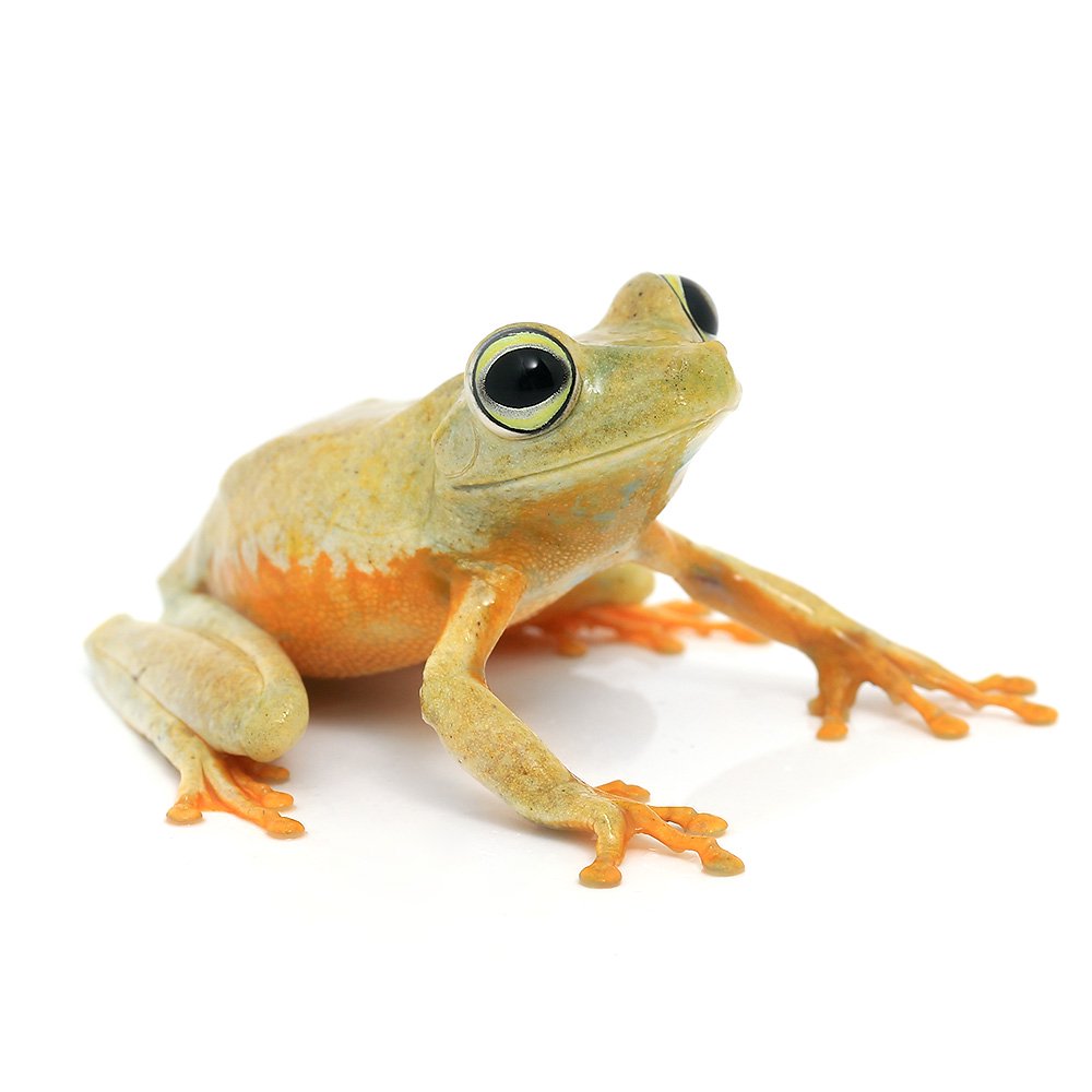 （両生類）ガラガラアマガエル　ＷＣ個体　ＭＬサイズ（１匹）　ＣＲＣ17―05―35―10―00