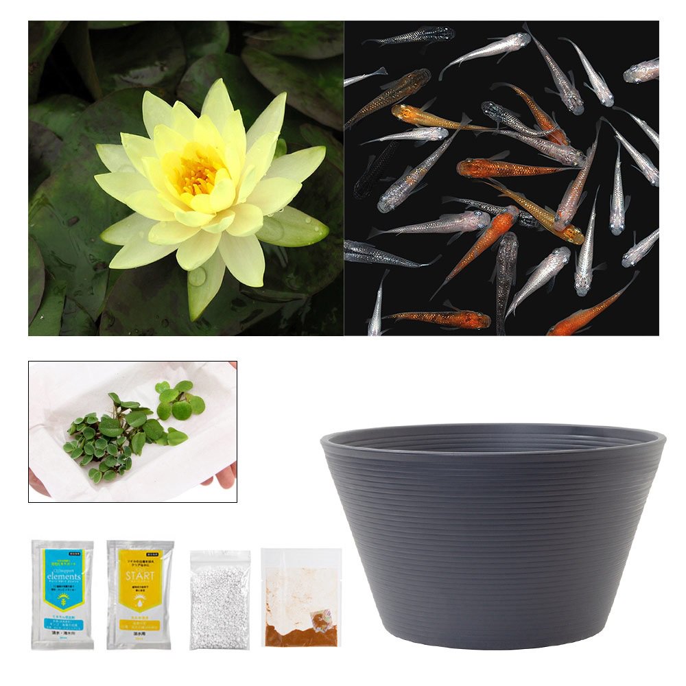 （ビオトープ）（めだか）ラメメダカ付き！チャームおすすめビオトープセット！　インナーライト　スイレン　ビオトープ　本州四国限定　ＣＲＣ15―10―20―03―20